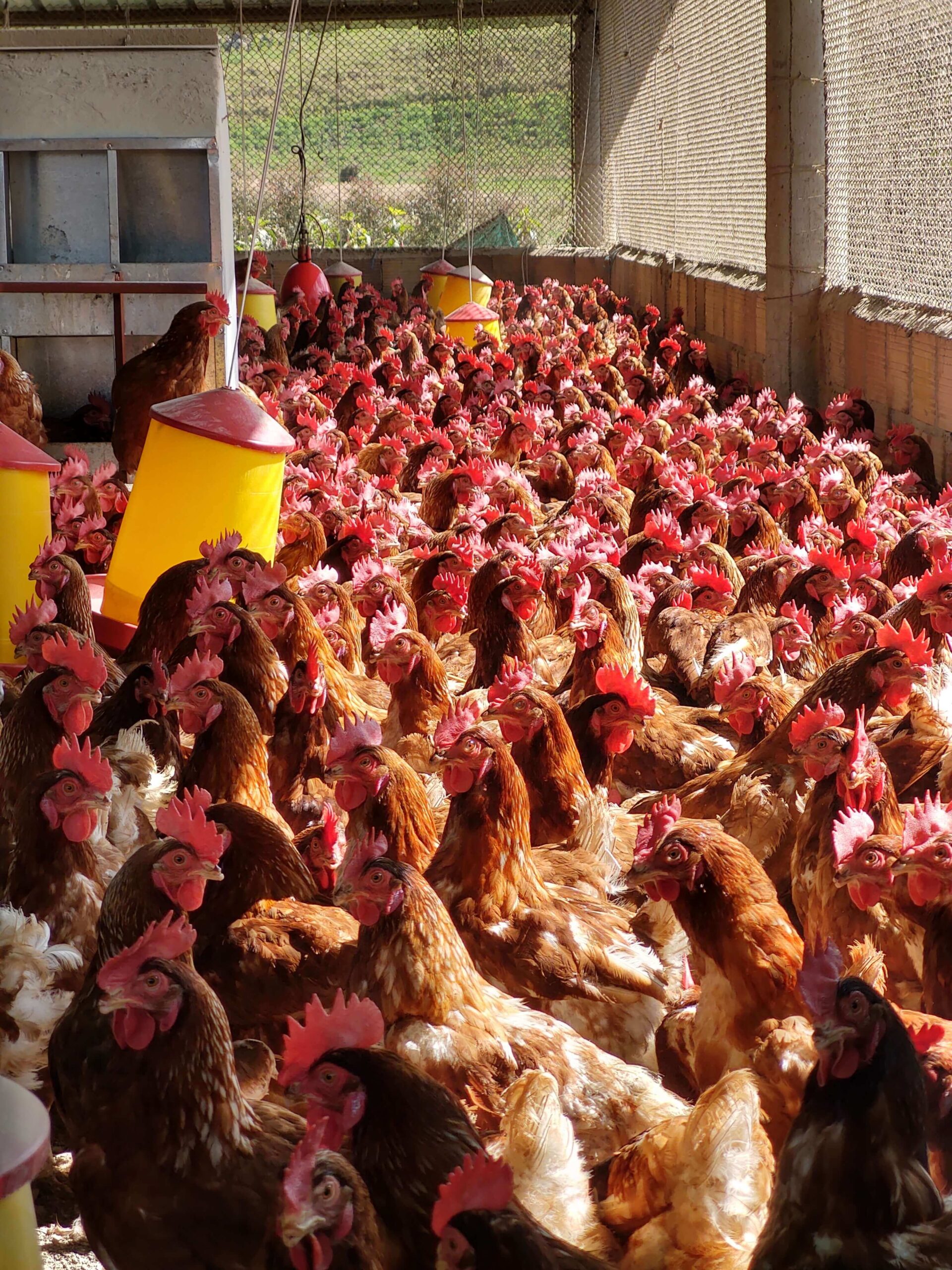 Producción Avícola